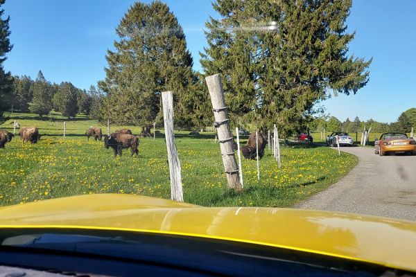 bison3077B815-574C-69BA-33D3-E79C0944FDD1.jpg